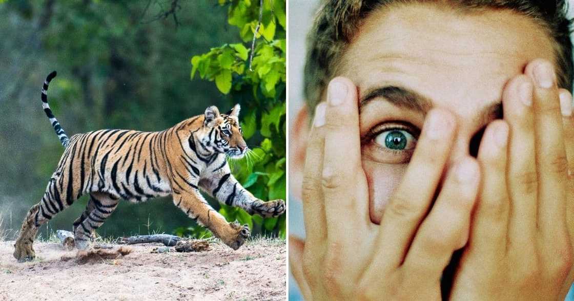 Edenvale tiger might still be on the loose Edenvale tiger might still be on the loose