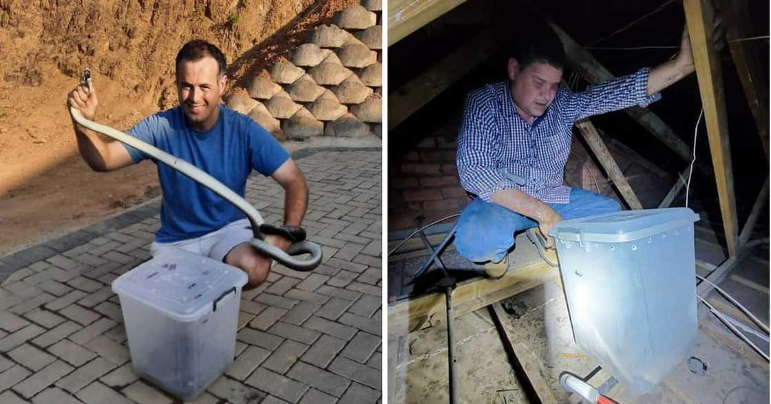 Nick Evans caught a black mamba in a ceiling Nick Evans caught a black mamba in a ceiling