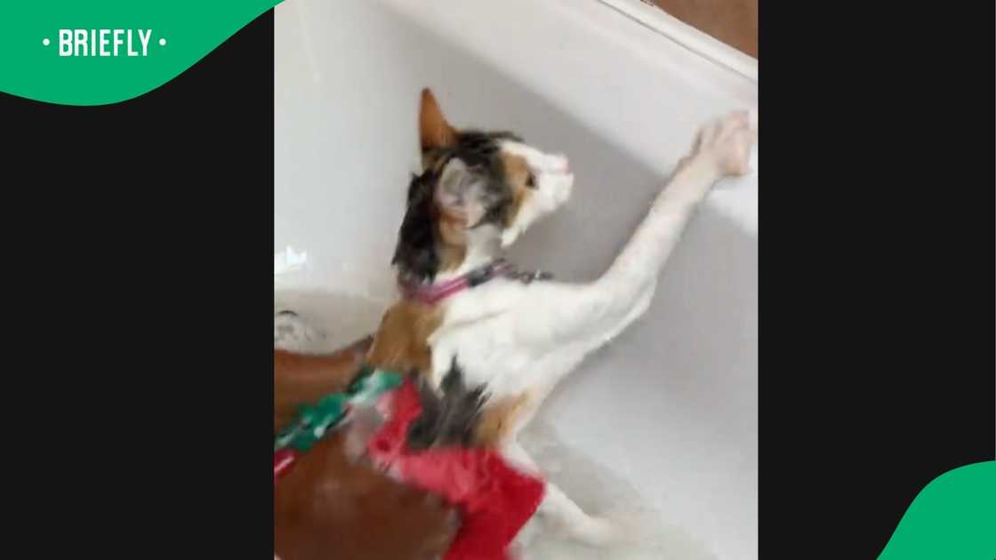 A video went viral on TikTok. A video went viral on TikTok.