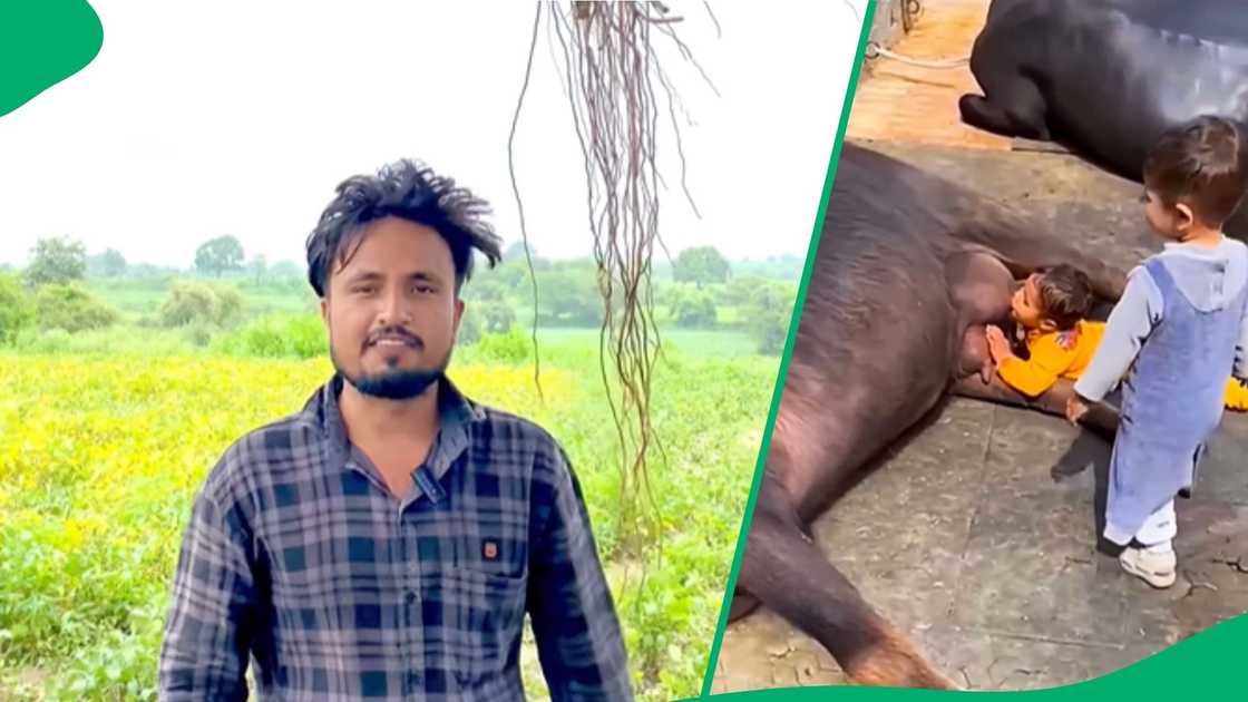 Instagram users advised a man not to allow toddlers to drink milk directly from a cow Instagram users advised a man not to allow toddlers to drink milk directly from a cow