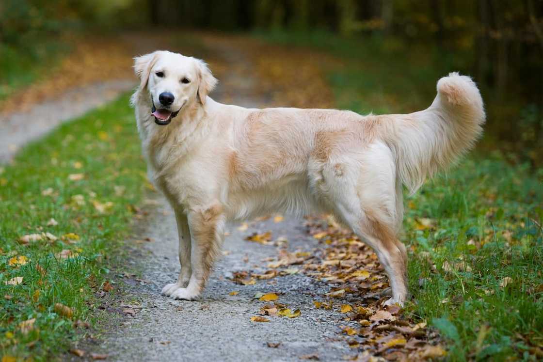 A Golden Retriever A Golden Retriever