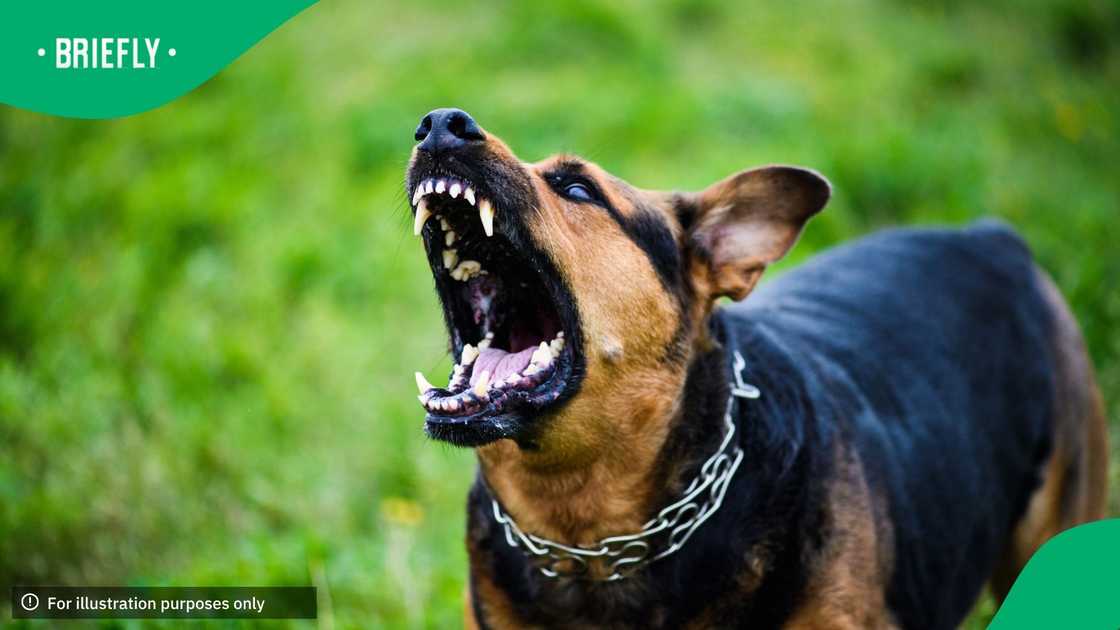 Two men were killed by a dog with rabies in the eThekwini Municipality, prompting swift response from the government Two men were killed by a dog with rabies in the eThekwini Municipality, prompting swift response from the government