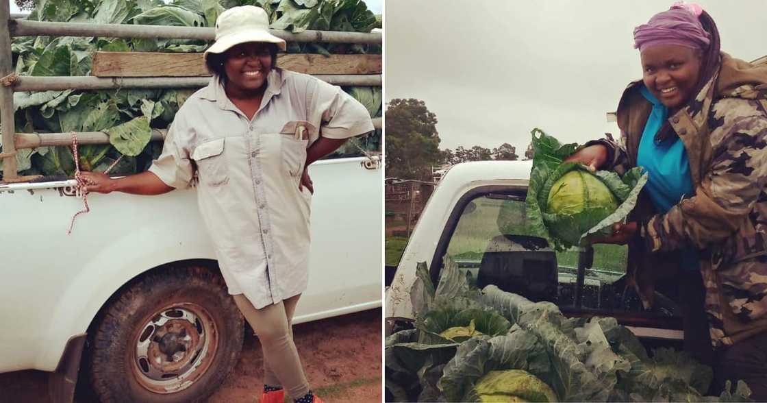 A lady who was an accountant left her career to work as a veggie farmer A lady who was an accountant left her career to work as a veggie farmer