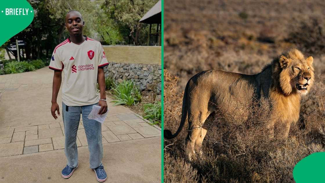 A man showcased his wild encounter with a lion, which amused South Africans. A man showcased his wild encounter with a lion, which amused South Africans.