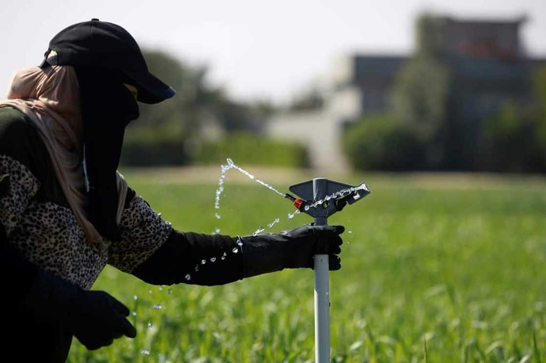 New irrigation systems replace traditional methods like flooding used for millenia New irrigation systems replace traditional methods like flooding used for millenia