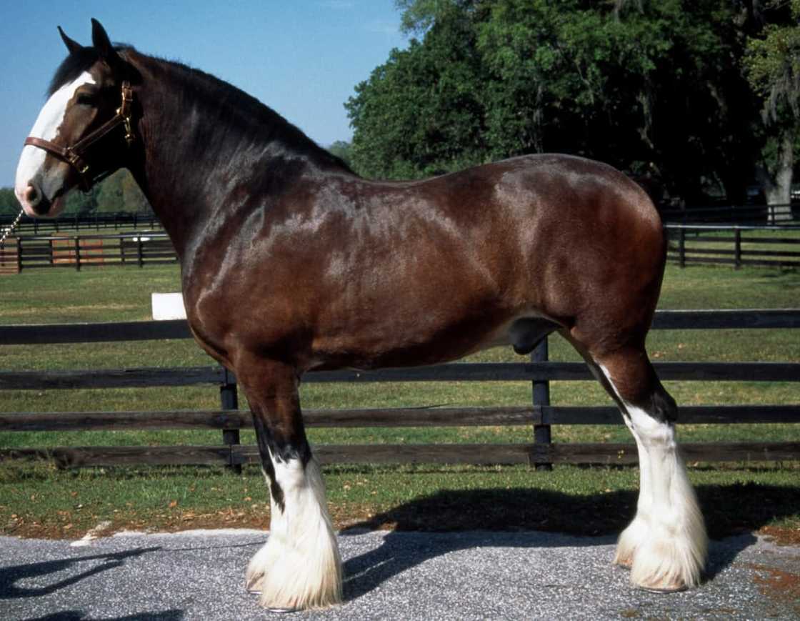 The largest draft horse breed The largest draft horse breed