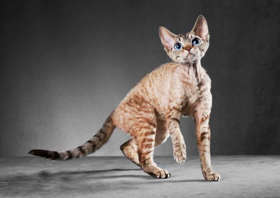 A Cornish Rex cat on a grey background