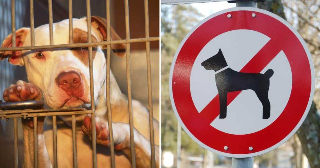 Pit bull federation calls for regulations on owning pit bulls Pit bull federation calls for regulations on owning pit bulls
