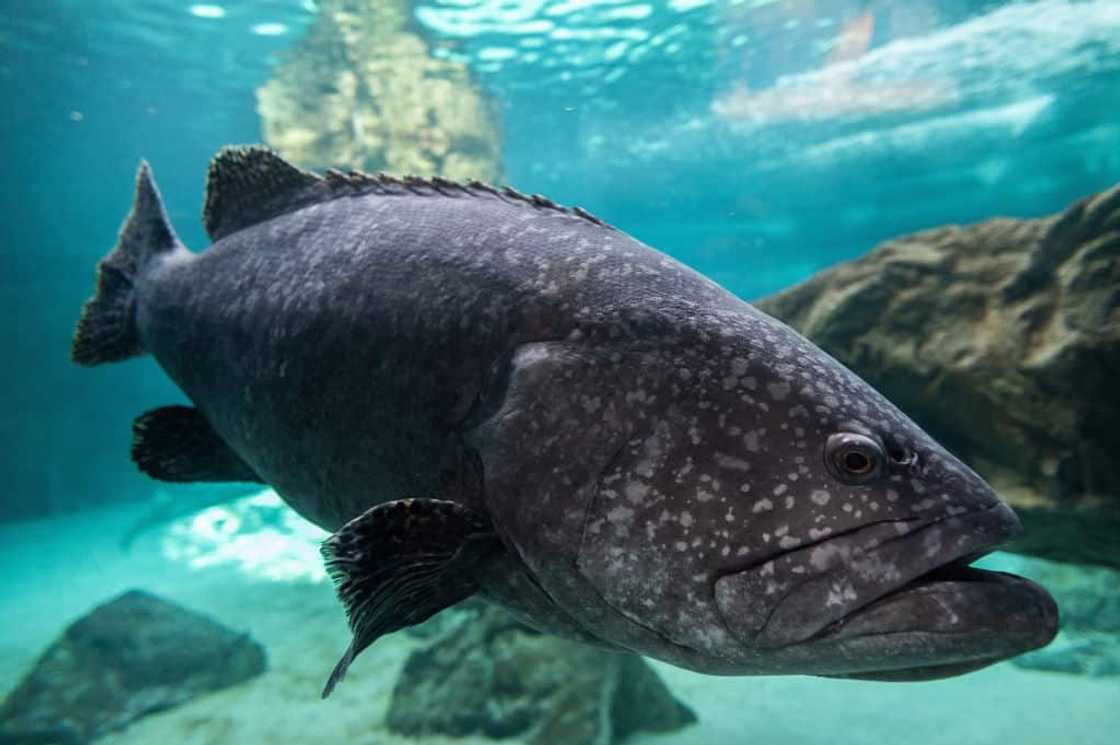 Rarest fish in the world Rarest fish in the world