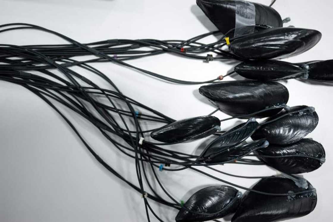 French startup MolluScan places sensors on muscles and other mollusks to detect water pollution, alerting regulators or companies to take action French startup MolluScan places sensors on muscles and other mollusks to detect water pollution, alerting regulators or companies to take action