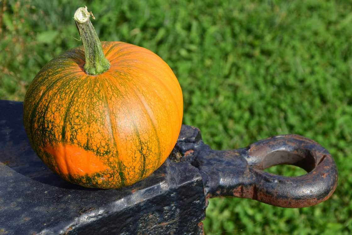 Squash is among the most profitable vegetables to grow in South Africa Squash is among the most profitable vegetables to grow in South Africa
