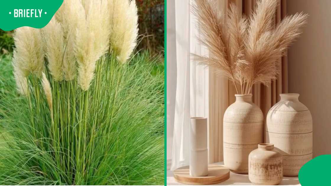 Debate about pampas grass continues Debate about pampas grass continues