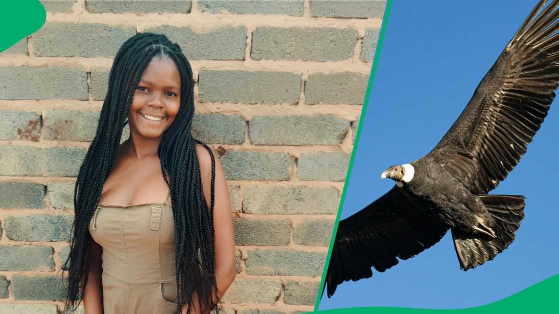 The pedestrian held her head and called for divine protection after the aggressive bird swooped down on her The pedestrian held her head and called for divine protection after the aggressive bird swooped down on her