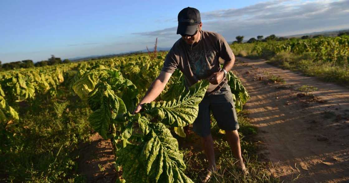 White Zimbabwe farmers rejected government's land compensation deal