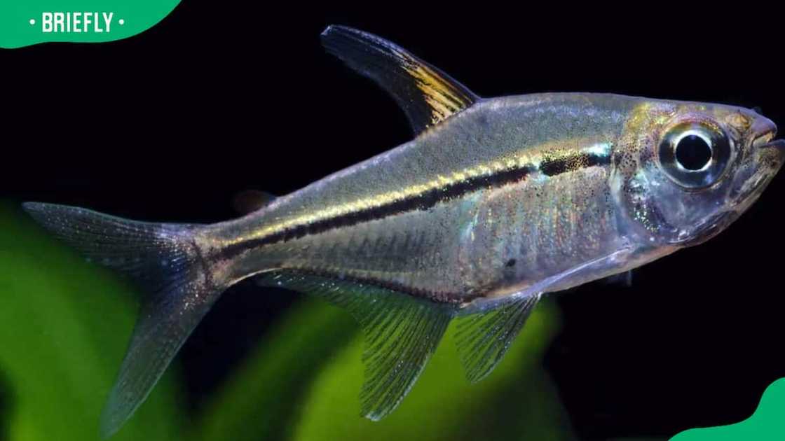 Ulrey Tetra in deep waters