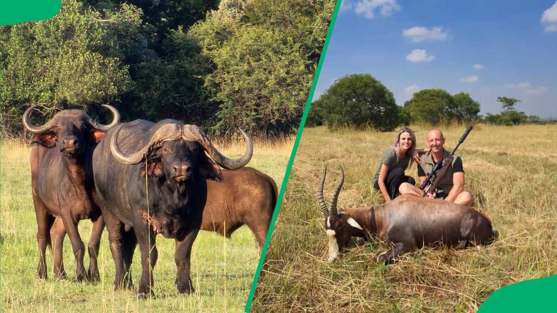 Tourist rangers with an antelope and buffalos at Savanna Game Farm Tourist rangers with an antelope and buffalos at Savanna Game Farm