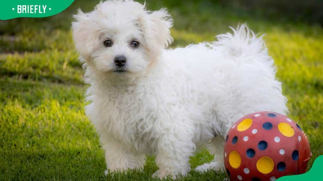 Bichon Frisé dog breed