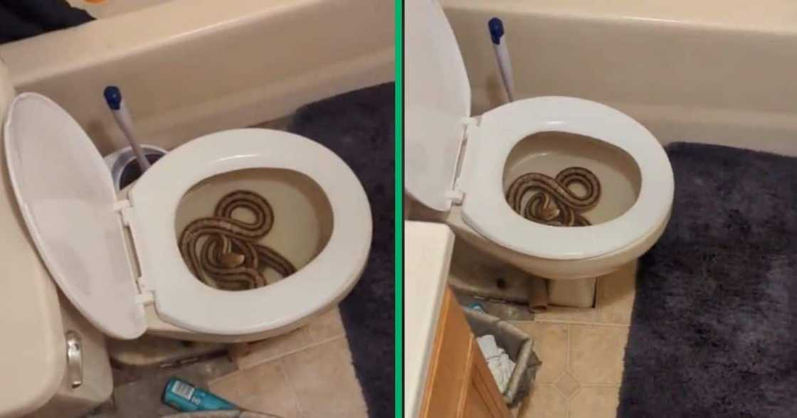 A woman found a snake in a toilet