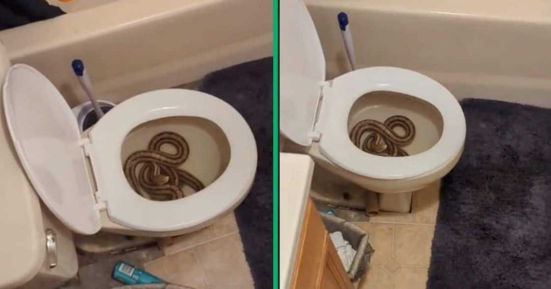 A woman found a snake in a toilet A woman found a snake in a toilet