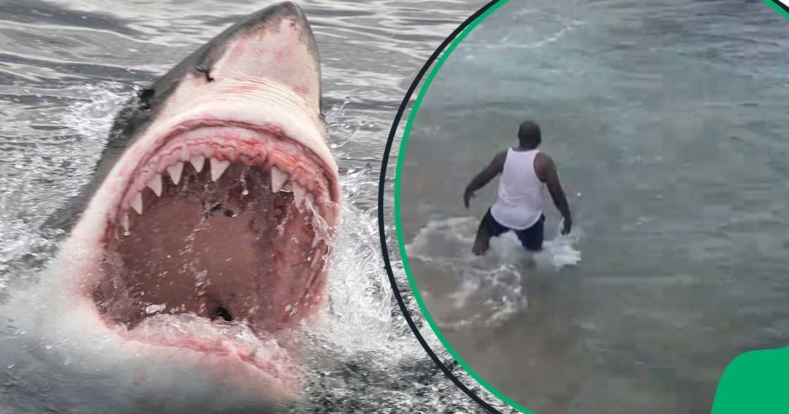 Gent swims with sharks in KZN