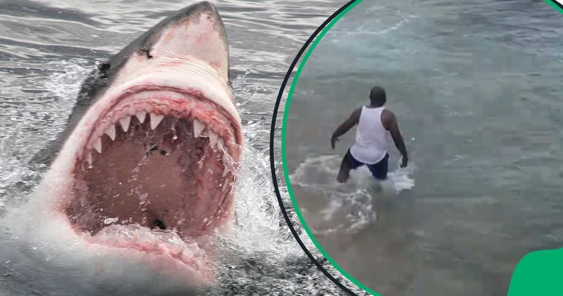 Gent swims with sharks in KZN Gent swims with sharks in KZN