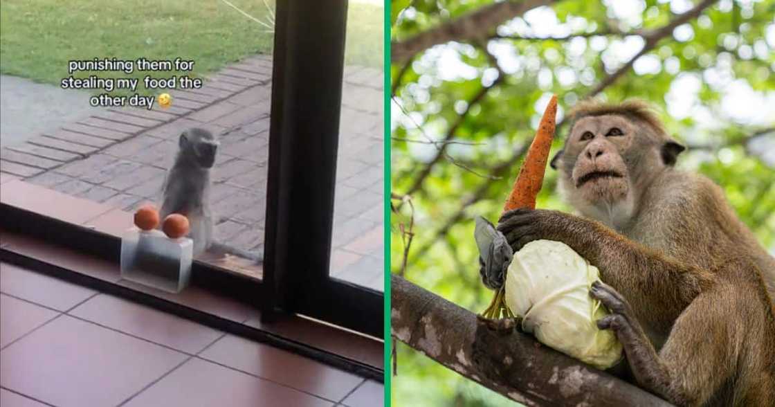 A monkey tries to steal food unsuccessfully, and a monkey with veggies on a tree A monkey tries to steal food unsuccessfully, and a monkey with veggies on a tree