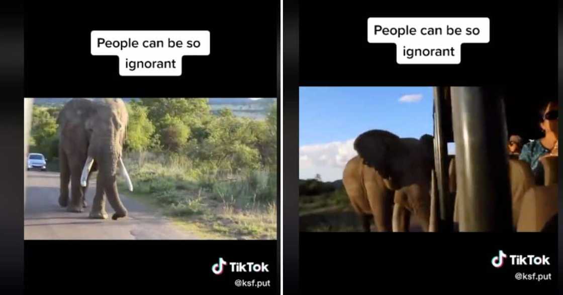 A game Ranger yells at passengers during elephant observation