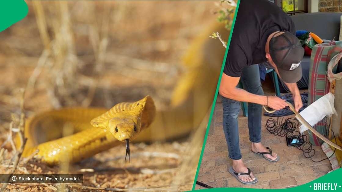 The snake was hiding inside a couch that was placed in the veranda