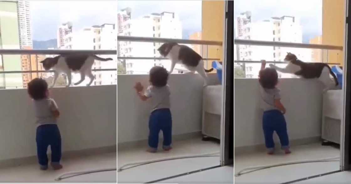 “They’re So Smart”: Video Shows Cat Protecting Baby From a Dangerous Ledge “They’re So Smart”: Video Shows Cat Protecting Baby From a Dangerous Ledge