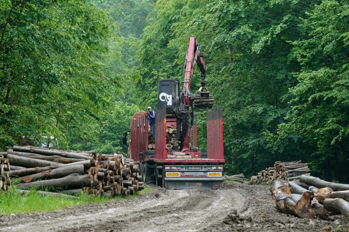 Only a small part of the Carpathian forest is strictly protected in Poland Only a small part of the Carpathian forest is strictly protected in Poland