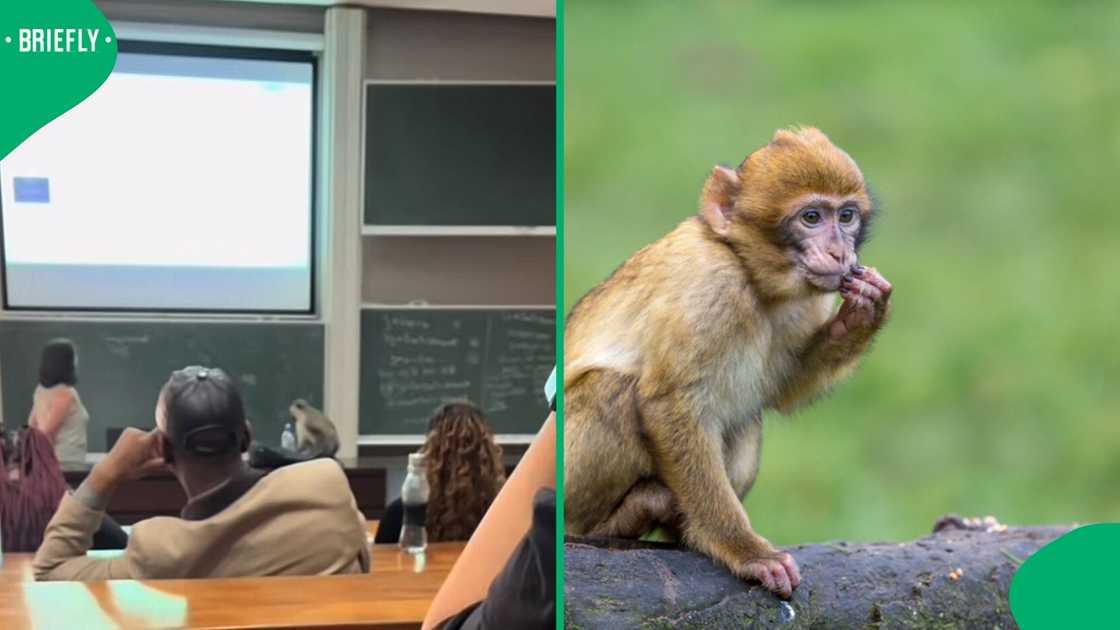 A monkey interrupted a class lecture in a viral TikTok video.