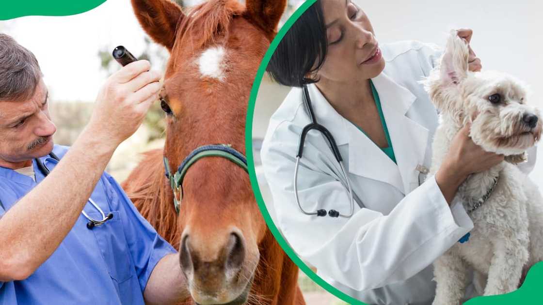 Veterinarian salary in South Africa Veterinarian salary in South Africa
