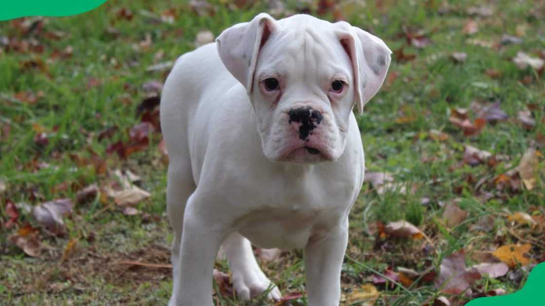 A 13 weeks old Valley Bulldog