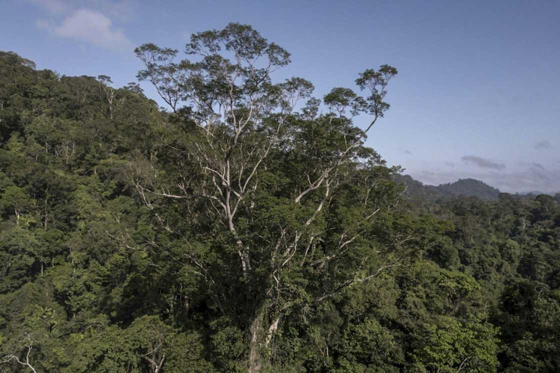 This handout picture released by NGO Imazon shows an Angelim Vermelho tree (Dinizia Excelsa Ducke) which is the tallest ever found in the  Amazon