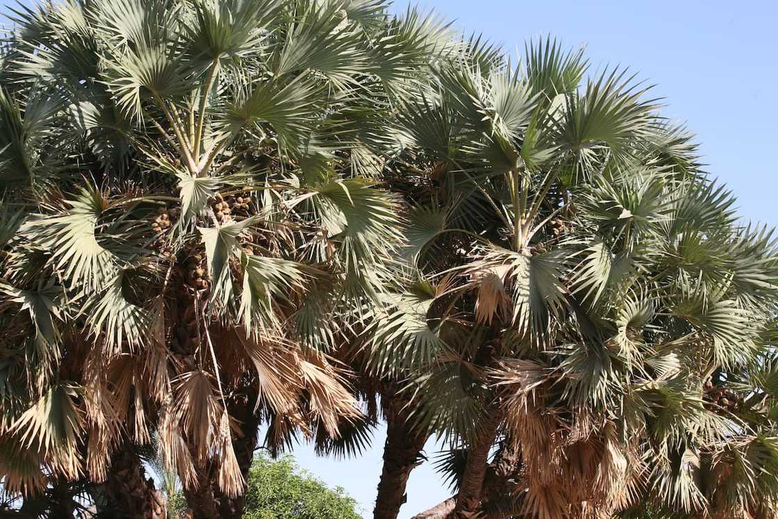 Lala palm tree Lala palm tree