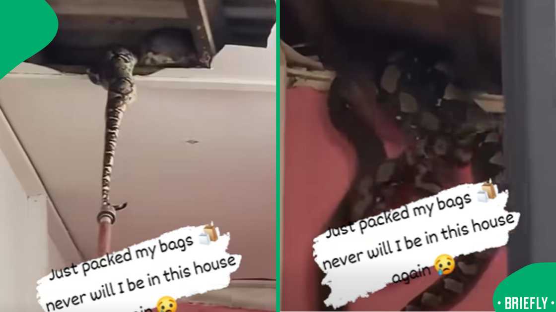 A viral post revealed huge snakes falling from a collapsing ceiling, leaving viewers horrified A viral post revealed huge snakes falling from a collapsing ceiling, leaving viewers horrified