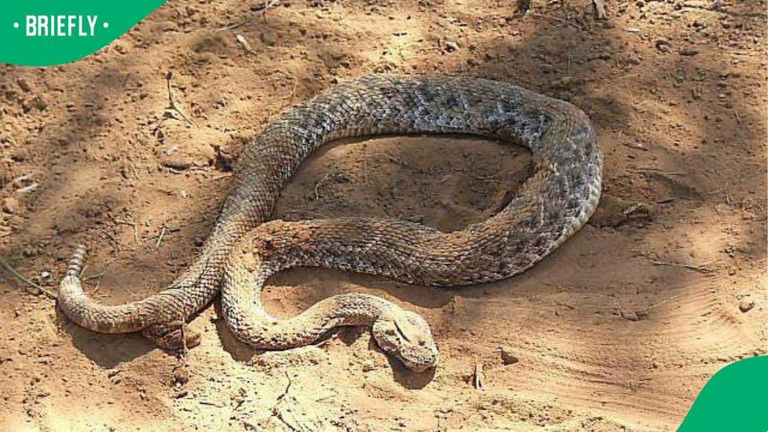 A rattlesnake on the ground. A rattlesnake on the ground.