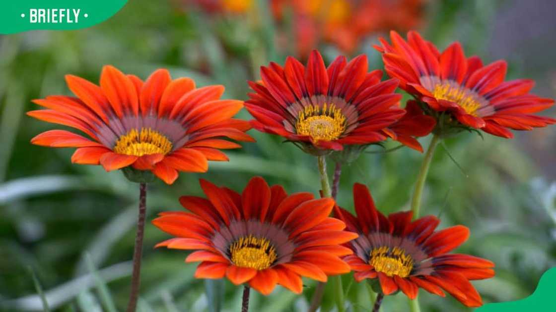 South African flowers images South African flowers images