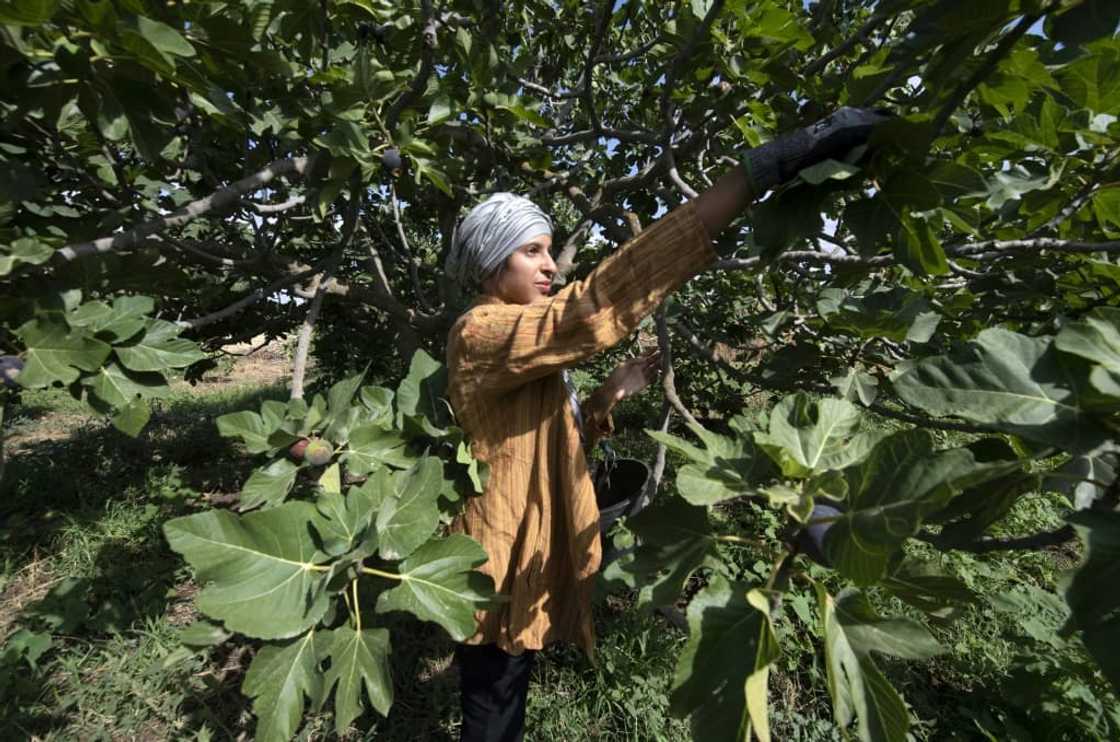 The "hanging gardens" of Djebba El Olia have been put to the test this year as the North African country sweltered through its hottest July since the 1950s