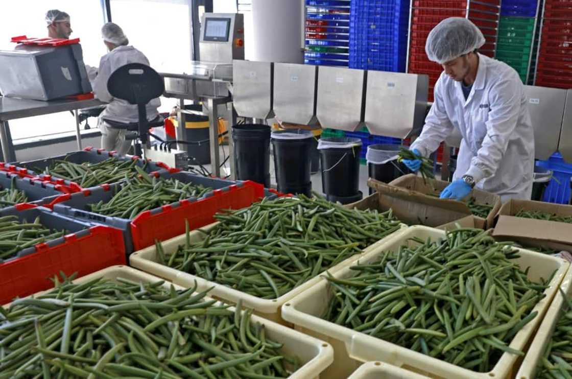 An employee sorts vanilla beans at the production hall of start-up Vanilla Vida in the central Israeli city of Or Yehuda An employee sorts vanilla beans at the production hall of start-up Vanilla Vida in the central Israeli city of Or Yehuda
