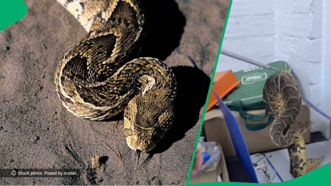 Man rescues puff adder in office Man rescues puff adder in office