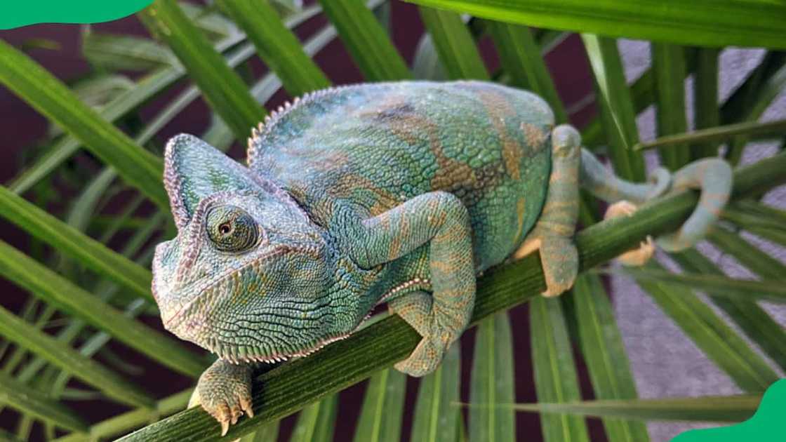 Veiled chameleon firmly gripping a tree branch