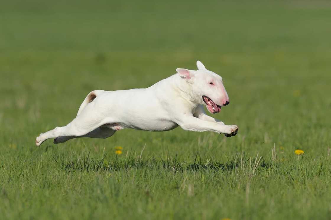A white English Bull Terrier A white English Bull Terrier