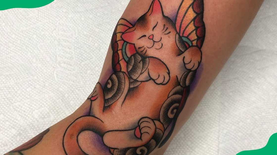 Playful cat and butterfly Playful cat and butterfly