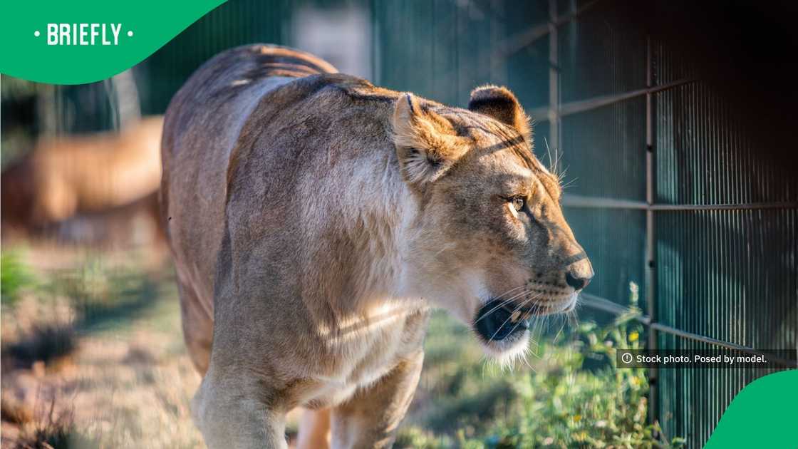 The visual showed the dangerous wild animal in a cage The visual showed the dangerous wild animal in a cage