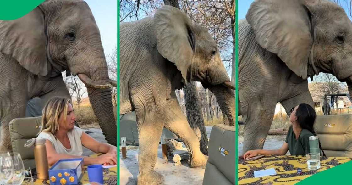 A TikTok video shows an elephant walking through a campsite at Mhondoro Safari Lodge.