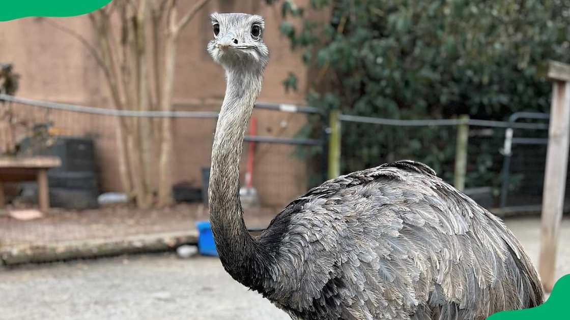 Nandu animal at the zoo