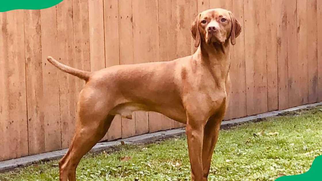 A standing Vizsla A standing Vizsla