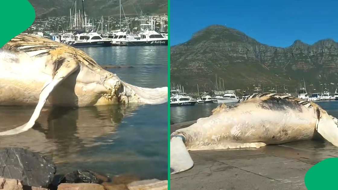 A TikTok video shows a whale that washed up on Hout Bay beach in Cape Town.