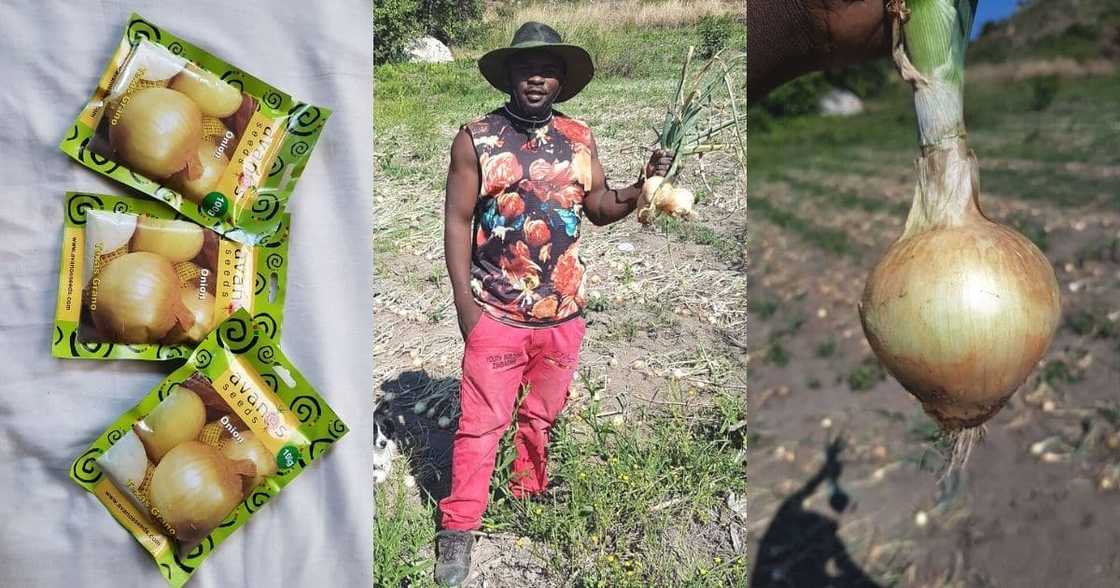 Man, details, starting farm with onion seeds (Export) Man, details, starting farm with onion seeds (Export)